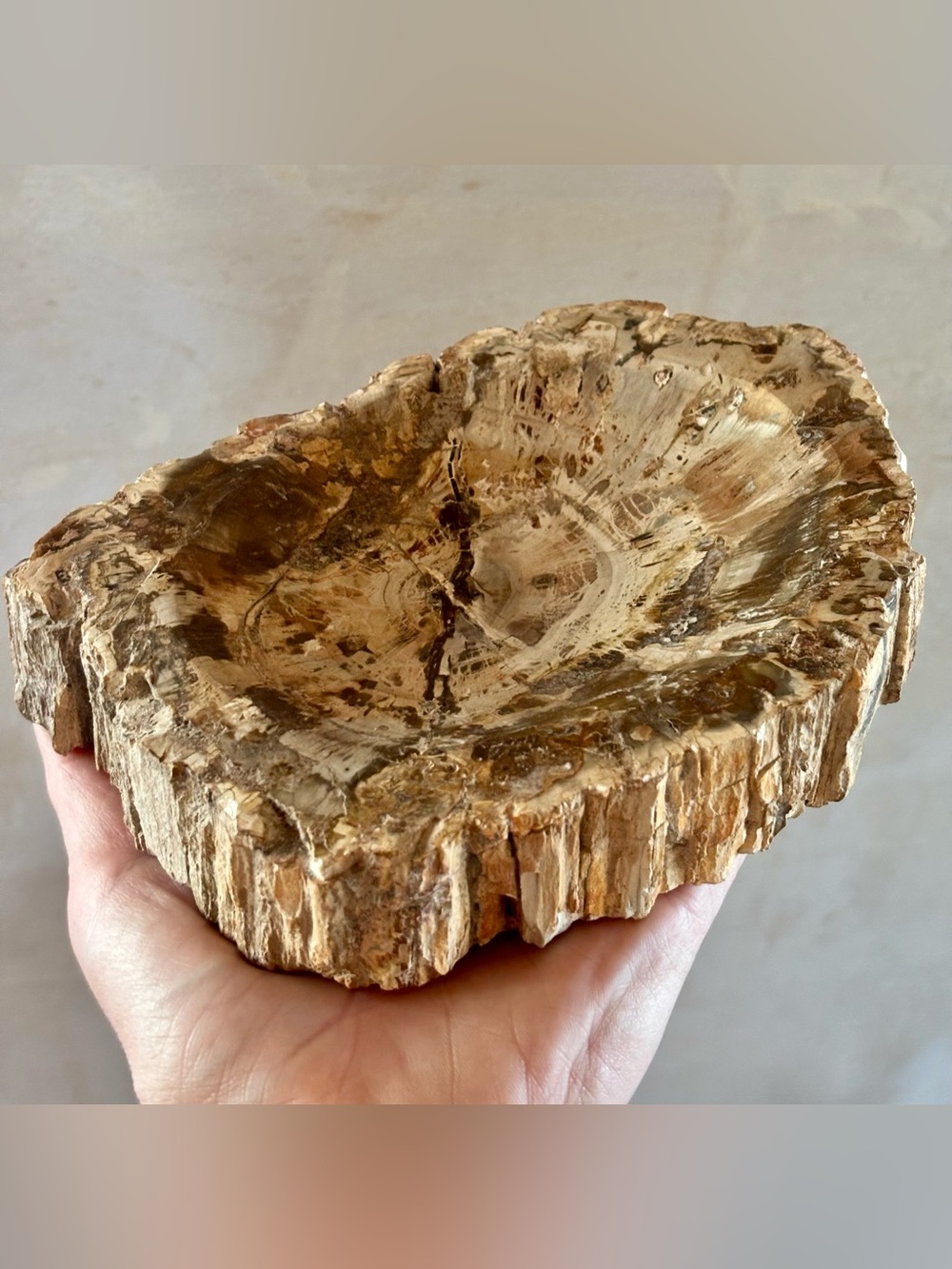 2.5lb Petrified Wood Bowl | Natural Fossil Wood | Earth Tones | Polished Stone